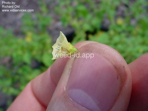 groundcherry, cutleaf